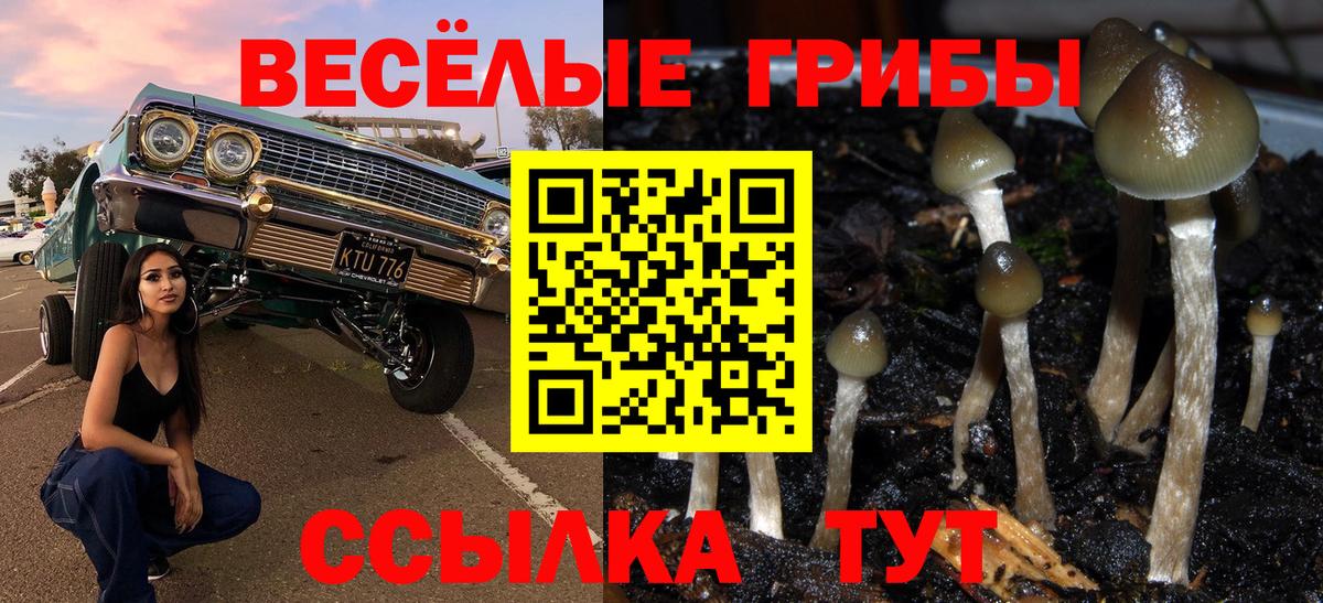 Сокол  Галлюциногенные грибы прущие грибы  Галлюциногенные грибы Psilocybine cubensis  Вход с VPN 