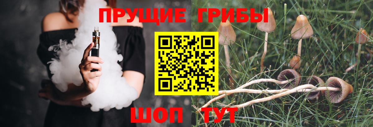 Псилоцибиновые грибы GOLDEN TEACHER Сокол